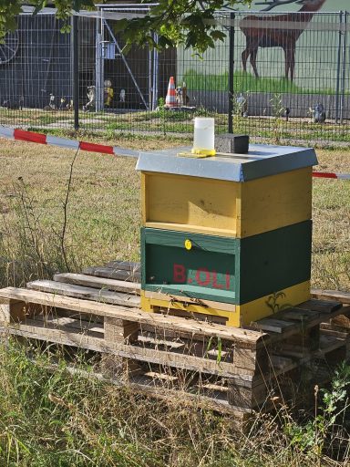 Bienenstand 3