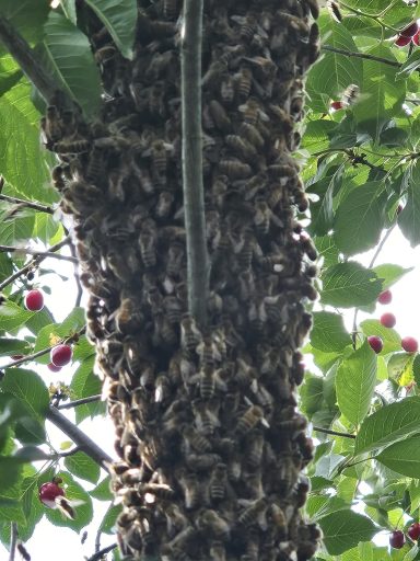 Bienenschwarm